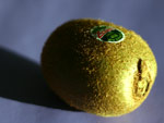 kiwi