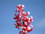 roze bloem