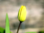 tulp