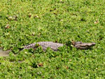 Gambia Krokodil